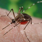 OMS: Mosquito de dengue, zika y chikungunya está en sur de Europa y podría haber casos este verano