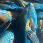 Detienen a tres personas por cargar con más de 1,500 libras de pez loro y langosta en Río San Juan