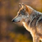 Granjeros luchan contra los lobos que vuelven a Colorado