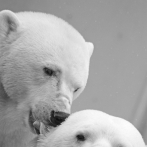 Nuevo tejido atrapa el calor como la piel del oso polar