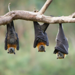 Incautan murciélagos cocinados cerca de Bélgica