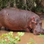 Muere uno de los hipopótamos de Pablo Escobar tras chocar contra un vehículo