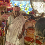Pratima Devi, la anciana que cuida a 200 perros callejeros en la India