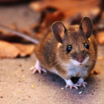 Arrojan ratas muertas desde las gradas en un partido en Bélgica