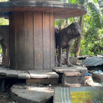 Más de 30 perros se encuentran en condiciones deplorables en vivienda abandonada en La Vega