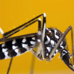 Argentina se pregunta cómo hacer frente al avance del dengue