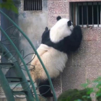 Zoo chino despide a cuidador de pandas que tocó agresivamente a uno con una vara