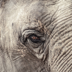 Elefanta de zoológico de Pakistán podría ser eutanasiada