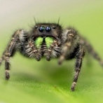 Las arañas pierden la visión cuando se mueren de hambre