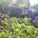 Productores de plátanos de Azua reclaman atención