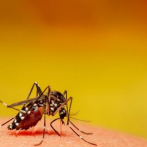 Salud Pública espera que en 2025 no existan más casos de malaria en el país