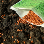 FAO subraya valor de las semillas para seguridad alimentaria de Latinoamérica