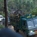 Capturan en India a elefante que robaba arroz y mató a seis personas