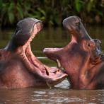 Esterilización, traslado y confinamiento, medidas de Colombia para controlar hipopótamos