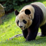 Primer panda nacido en Francia trasladado a China en julio