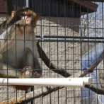 EEUU padece escasez de monos para investigación médica