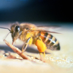 Un enjambre de abejas africanas mata a cuatro nicaragüenses tras accidente de autobús