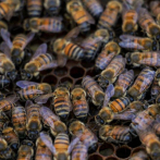 Ya son seis los muertos por picaduras de abejas africanas en Nicaragua