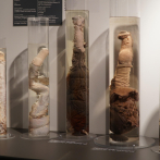 Faloteca Nacional de Islandia, el museo de penes más completo del mundo