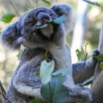 Koalas están muriendo de Clamidia; podrían extinguirse para 2050