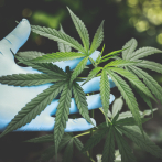En Nueva York, los productores de cannabis atrapados por fallos en la legislación