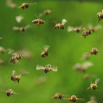 Las abejas usan sus antenas para descifrar los bailes de sus compañeras