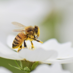 Las abejas proceden de un antiguo supercontinente