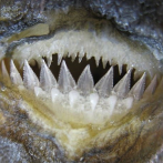 El hábitat impulsa la evolución de las mandíbulas de tiburón