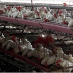 Brasil declara “emergencia zoosanitaria” por gripe aviar