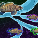 La erosión de los ríos puede dar forma a la evolución de los peces