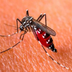 Experto espera que incidencia del dengue en República Dominicana baje en cuatro semanas