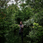 Un bosque comestible en el este de Francia para salvar el planeta