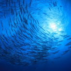 La mayoría de especies marinas está huyendo hacia aguas más frías por calentamiento de los océanos