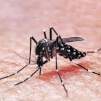 Confirman primer caso de dengue por transmisión intrauterina en República Dominicana