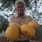 Productores afirman cosecha de mango se pierde por falta de mercado