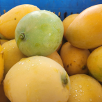 Exportación y crecimiento del mercado del mango en el país