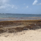 Sargazo impide a bañistas disfrutar playas en feriado de Corpus Christi