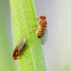 Las moscas que ven otras moscas muertas reducen su esperanza de vida