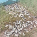 Cortocircuito causó muerte de peces en Villa Salma-Samaná