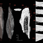 Los neandertales también fabricaron herramientas de hueso