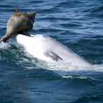 Describen una nueva especie de ballena dentada primitiva, antepasada de los actuales delfines