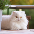 Siete gatos persas herederos de una fortuna tienen nuevos hogares