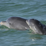 Las mamás delfines usan el lenguaje infantil para llamar a sus crías, según muestran las grabaciones