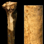 El caso más antiguo de canibalismo podría datar de hace más de 1,45 millones de años y procede de una tibia de homínido