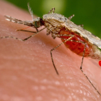 Confirmados en EEUU los primeros casos de malaria transmitidos localmente en dos décadas