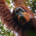 Los orangutanes pueden emitir dos sonidos al mismo tiempo, similar al beatboxing humano