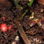 ‘Pinanga subterranea’, la nueva especie de palmera que fructifica y florece bajo tierra