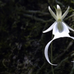 Las orquídeas fantasma atraen visitantes a una reserva de Florida