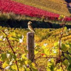 Las aves silvestres de los viñedos sufren más daños por fungicidas