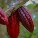 Los precios del cacao alcanzan máximos históricos